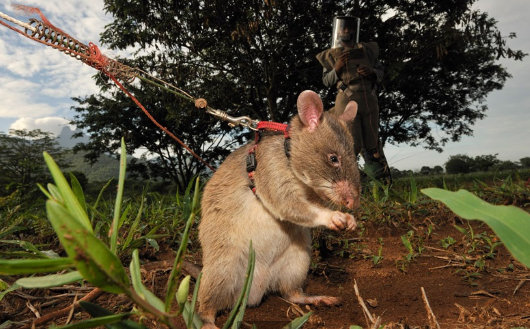 HeroRat-ratas-que-detectan-minas