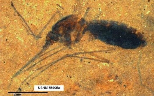 mosquito-sangre-fosil