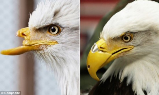 En Estados Unidos, lograron reconstruir el pico de una Aguila Calva