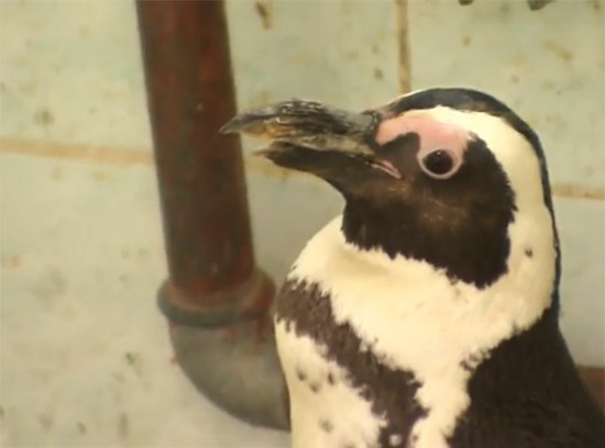 Este pinguino espera recuperar su pico